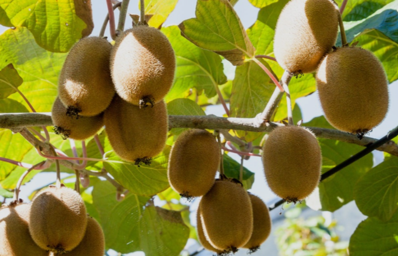 Kiwi Fruits on a tree in Ohio