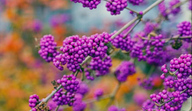 Berries that are purple on the inside