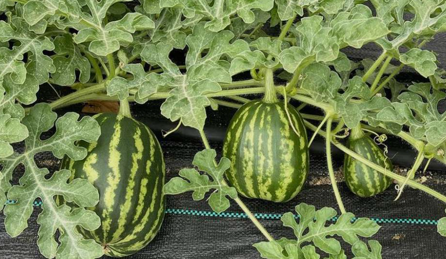 Watermelons in a garden in florida