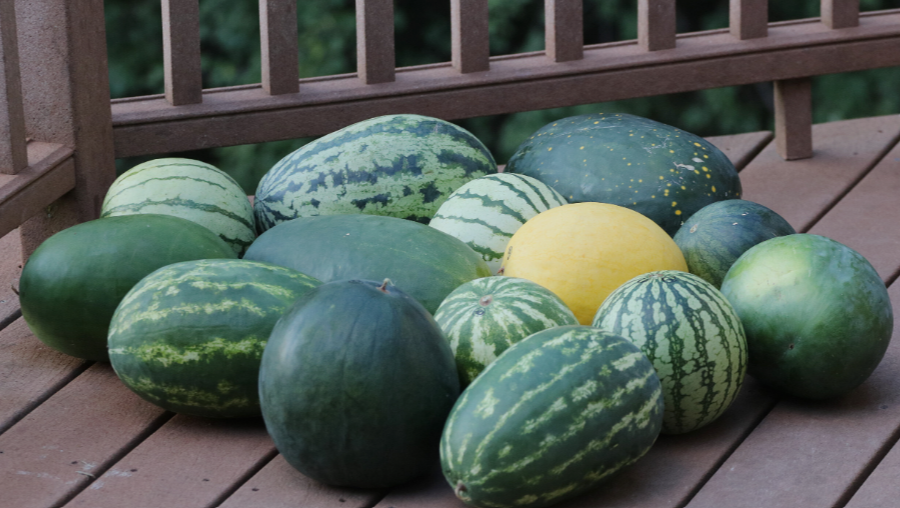 Harvested Watermelons