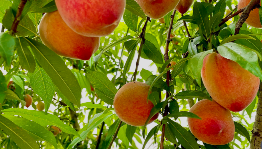 Picking Peaches In Texas