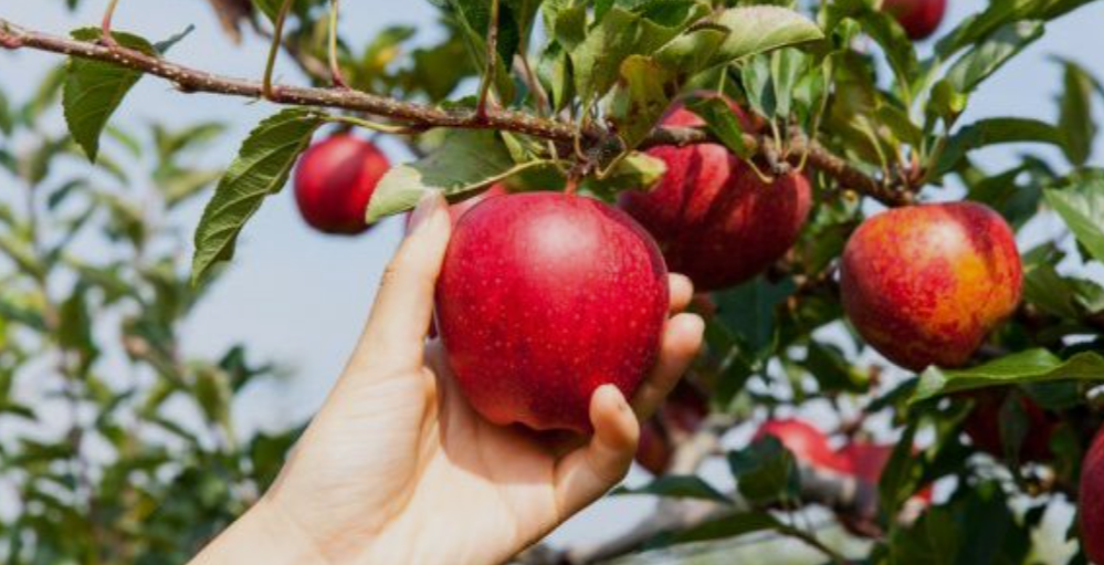 AN Apple Orchard in Georgia