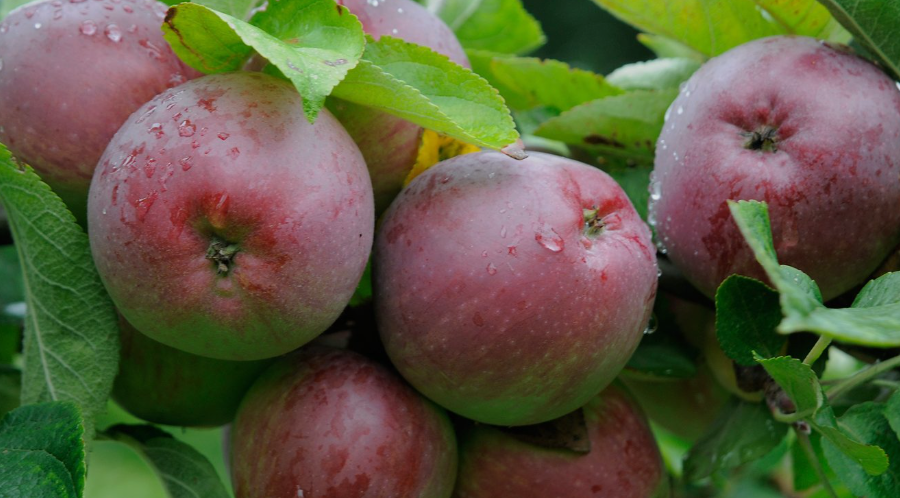 Apples in Florida