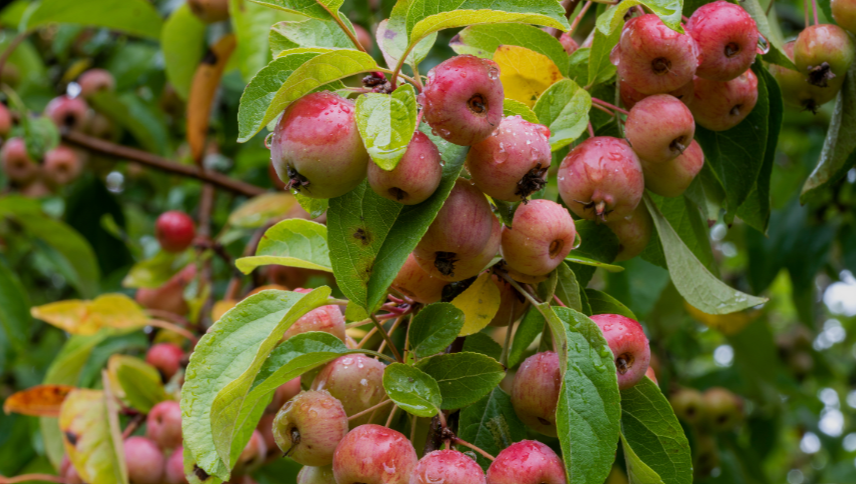 Apples California