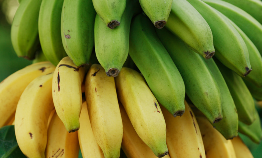 Bananas and plantain