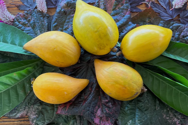 Canistel fruit