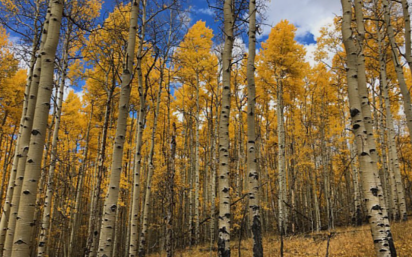 Aspen Trees in Texas