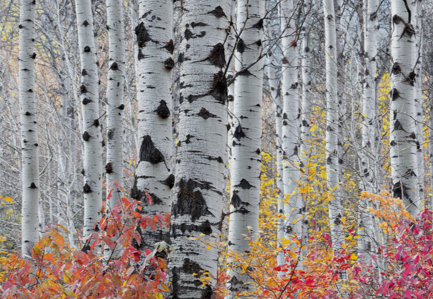 Aspen Trees in Florida