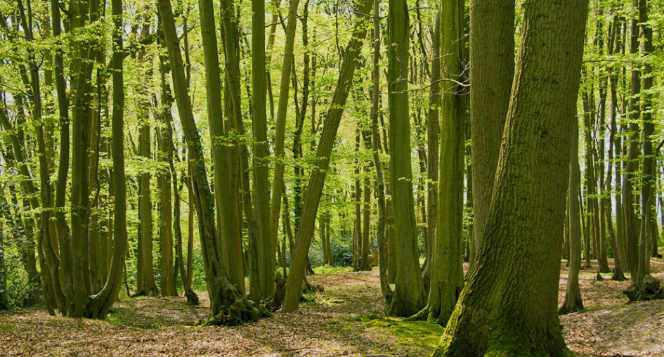 Hornbeam Trees in California