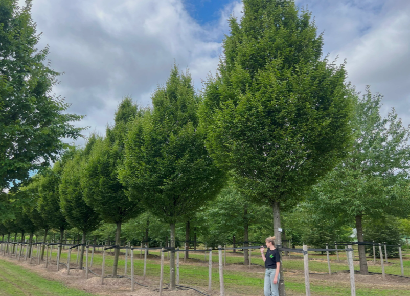 Hornbeam trees in Colorado