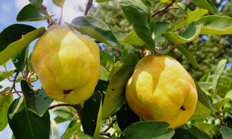Quince Fruit in Califonia