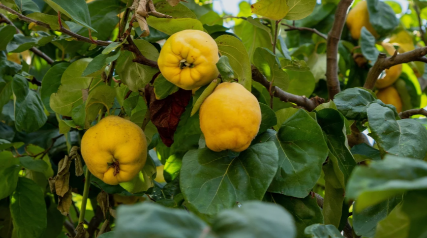 Quince fruits in Ohio