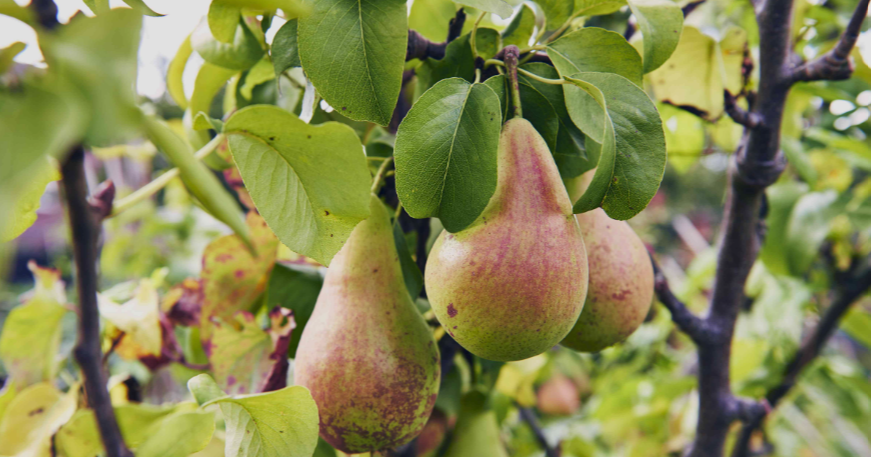 Pears on a tree in Ohio