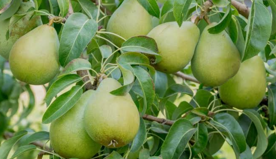 Pears on a tree in california
