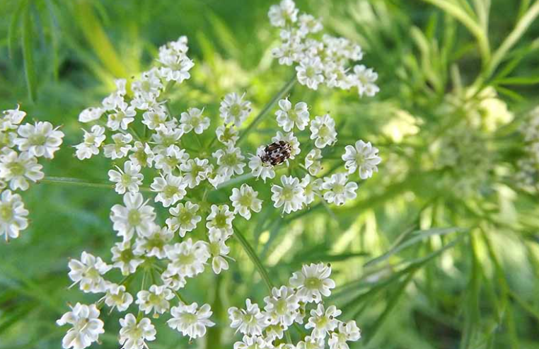 Cumin Plant in a garden in california